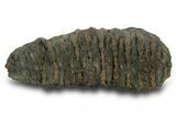 Fossil Woolly Mammoth Molar - Siberia #377770-4